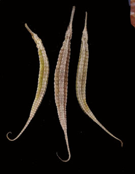 Sea dragon Phyllopteryx taeniolatus  135mm - 180mm sun dried