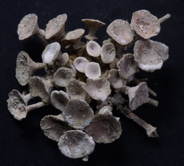 Goniocidaris clypeata  65mm fine preserved