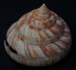Mikadotrochus hirasei  79 x 85 mm F+++