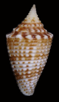 Conus lapulapui  26mm F+++