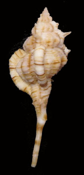 Vokesimurex dolichourus  64.2mm F++