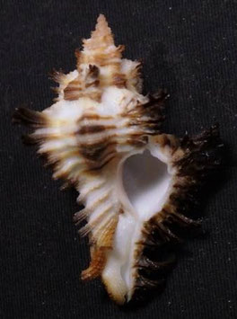 Chicoreus brunneus  46.8mm F+++