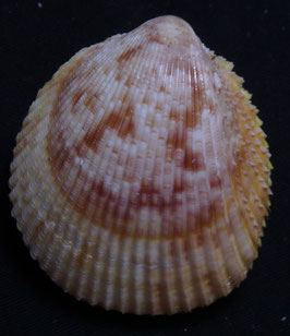 Bivalvia - Acosterigma variegata  46.6mm F+++ sea shell