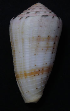 Conus aurisiacus  57.8mm F+++
