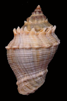 Volema myristica  79.6mm F+++