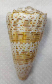 Conus imperialis  84.2mm F+++