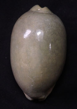 Cypraea eglantina  68.1mm F+++