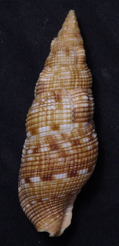 Colubraria souverbii 79.4mm F+++
