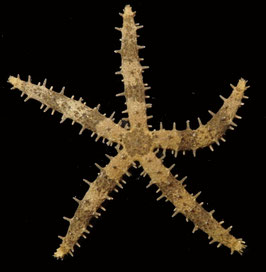 starfish species  size 121mm  sun dried