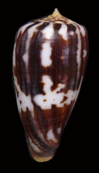 Conus pica  42.3mm F+++
