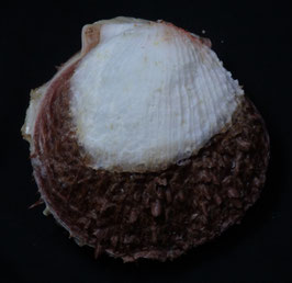 Spondylus flabellum  109.4mm F++