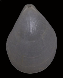 Brachiopod species  27.8mm F+++