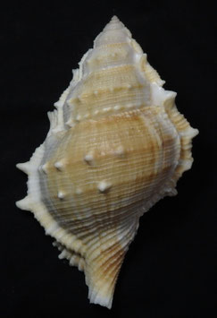 Bufonaria perelegans 111.8mm F+++