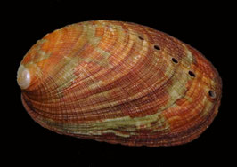 Haliotis diversicolor  55.1 mm F+++