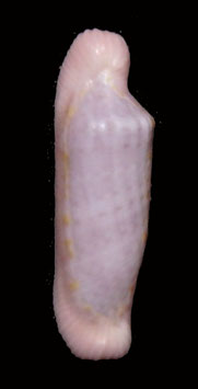 Dentiovula  piriei   17.2mm F+++