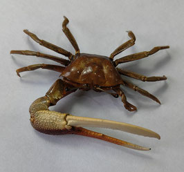 Uca paradussumieri  67mm  crab taxidermy