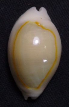 Cypraea annulus  23.3mm F+++