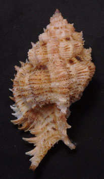 Chicoreus superbus 69.8mm F+++