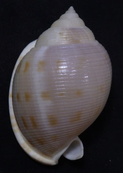 Semicassis bisulcata diuturna  56.6mm F+++