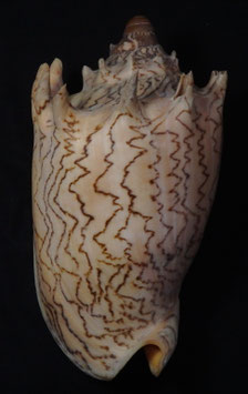 Cymbiola imperialis robinsona  145.6mm F++