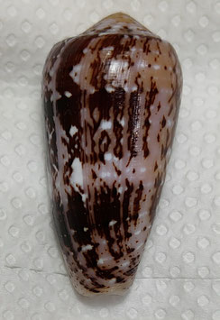 Conus floccatus  55.5mm F+++