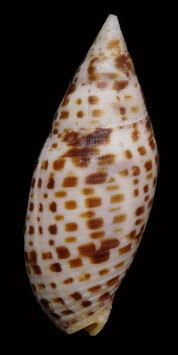 Mitra cardinalis  55.4mm F++/F+++