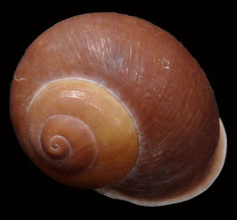 Helicostyla cryptica  52mm F++/F+++