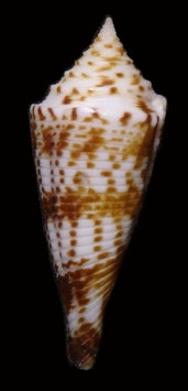 Conus comatosa 41.3mm F++