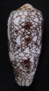 Conus omaria  57.9mm F+++