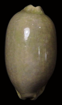 Cypraea eglantina  58.1mm F+++