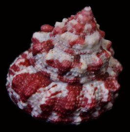 Trochus ferreirai  22.8mm F+++