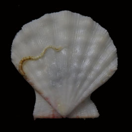 Mirapecten moluccensis  28.6mm F+++