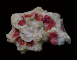 Angaria formosa  28.7mm F++