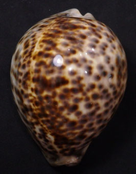 Cypraea tigris  105.6mm F+++