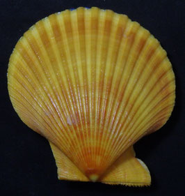 Mimachlamys sanguinea   103.5mm F+++