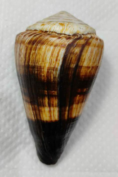 Conus miles 95.1mm F+++