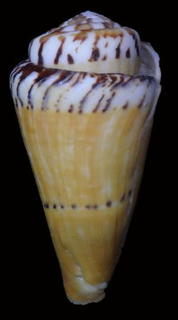 Conus mustelinus  71.8mm F+++