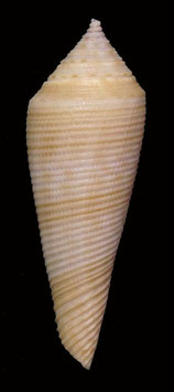 Conus vimineus  34.2mm F++