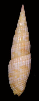 Vexillum costatum 46.6mm F+++