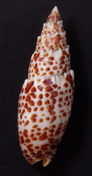Mitra papalis  103.7mm F+++