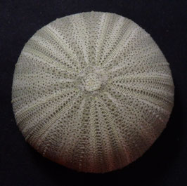 Psammechinus miliaris  55.7mm sea urchin test