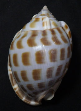 Phalium areola  73.8mm F++/F+++