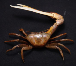 Uca paradussumieri  78mm  crab taxidermy