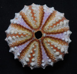 Coelopleurus maculatus  44.7mm F+++,