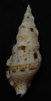 Colubraria muricata  92.1mm F+++