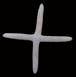 starfish species  size 116mm  sun dried