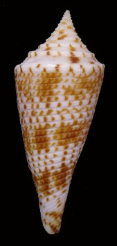 Conasprella comatosa  43.8mm F+++