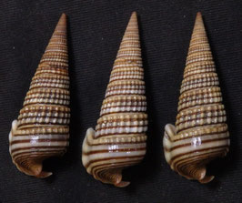 Pirenella alata  36.7mm-38.1mm F+++