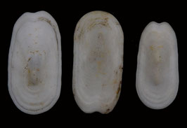 Scutus unquis  26mm-31mm F+++