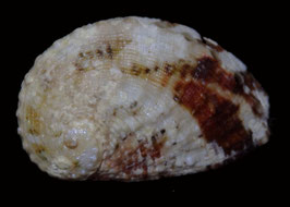Haliotis planata  34.2mm F+++